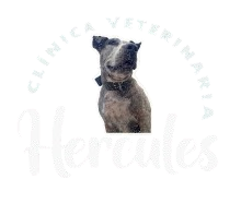 Veterinaria Hercules Logo